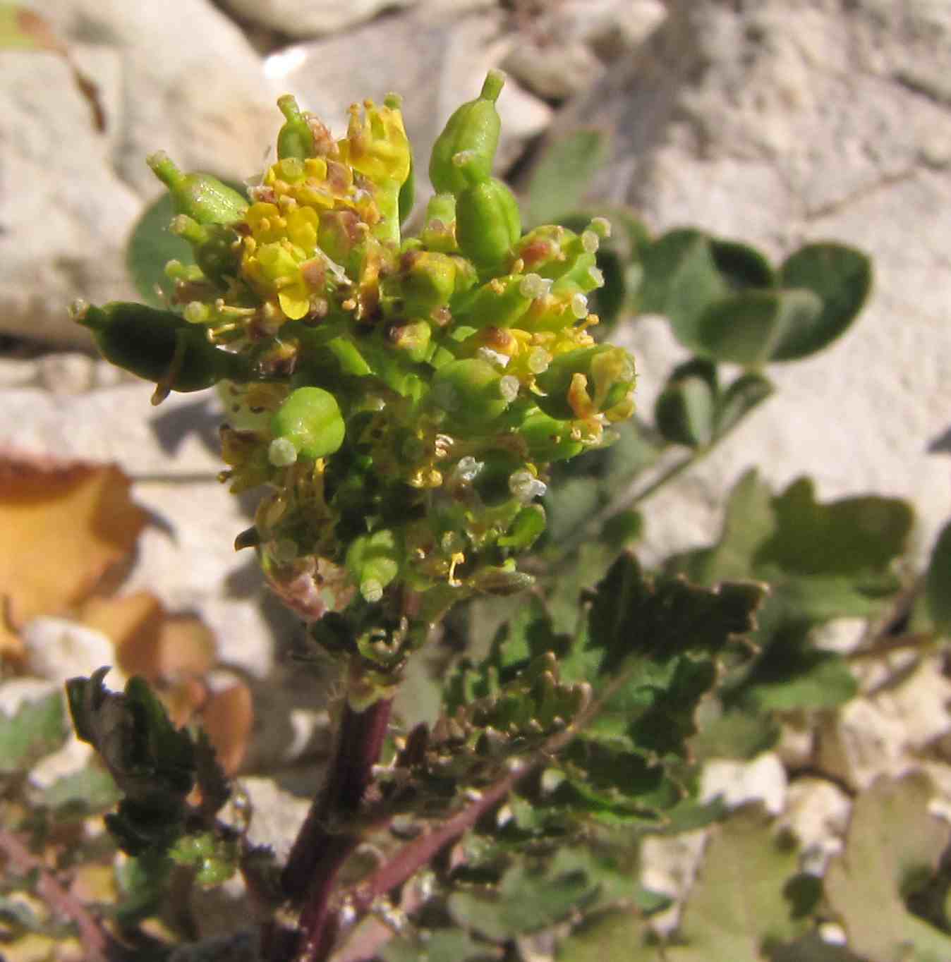 pianta area umida - Rorippa sp.